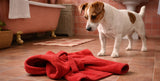 Do Dog Drying Robes Really Work? Benefits, Results & Truth