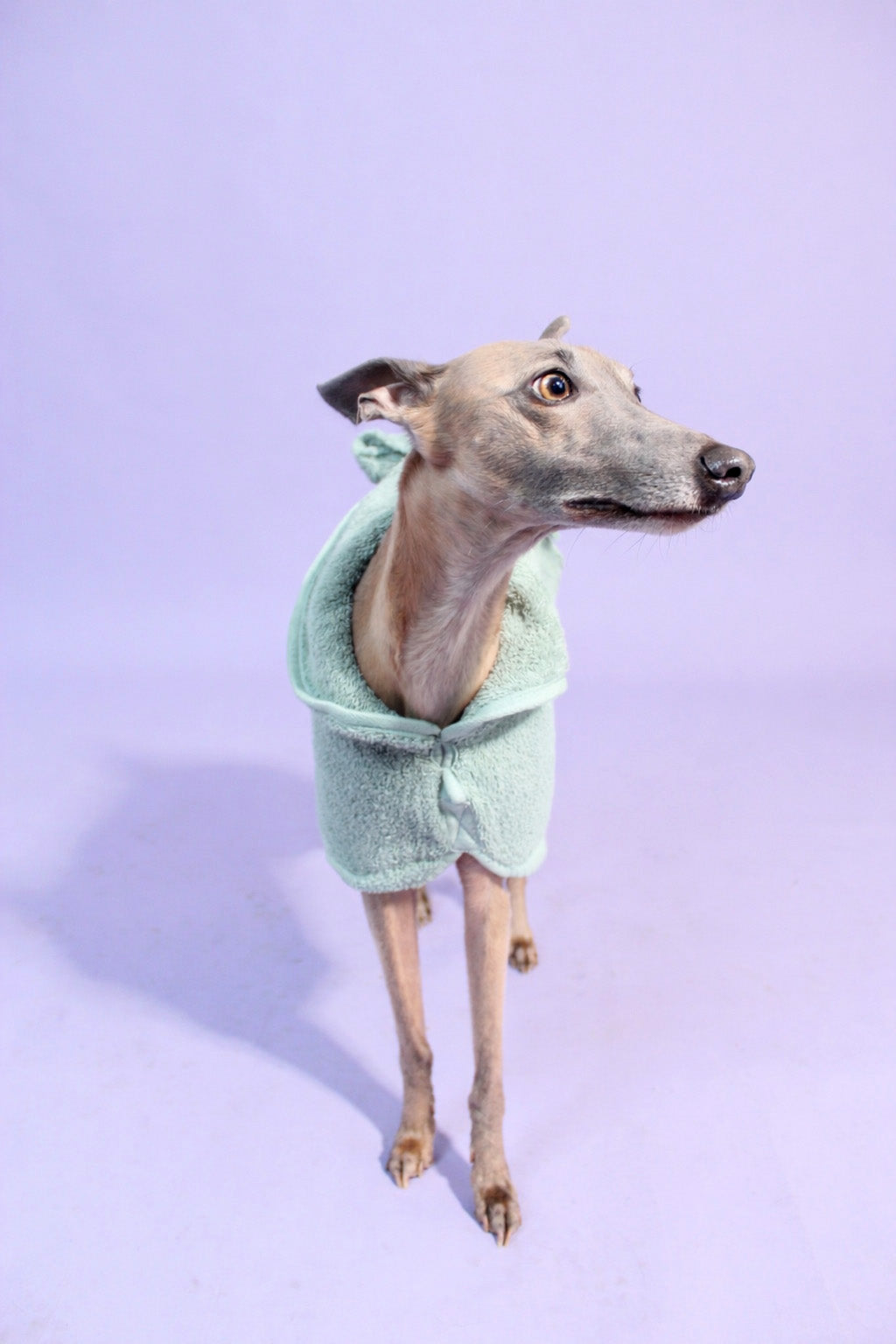Dog Drying Robe