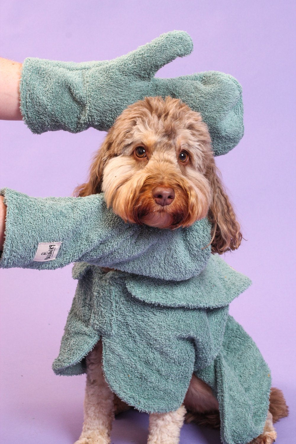 All in One Wet Dog Bundle Deal