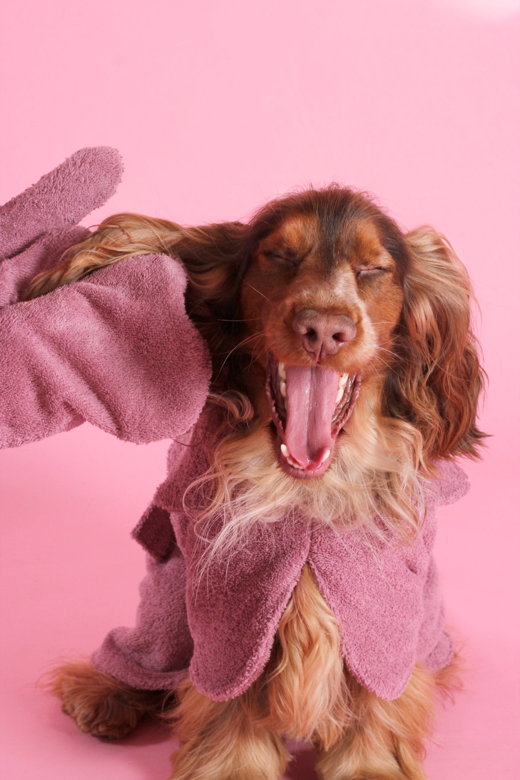 All in One Wet Dog Bundle Deal