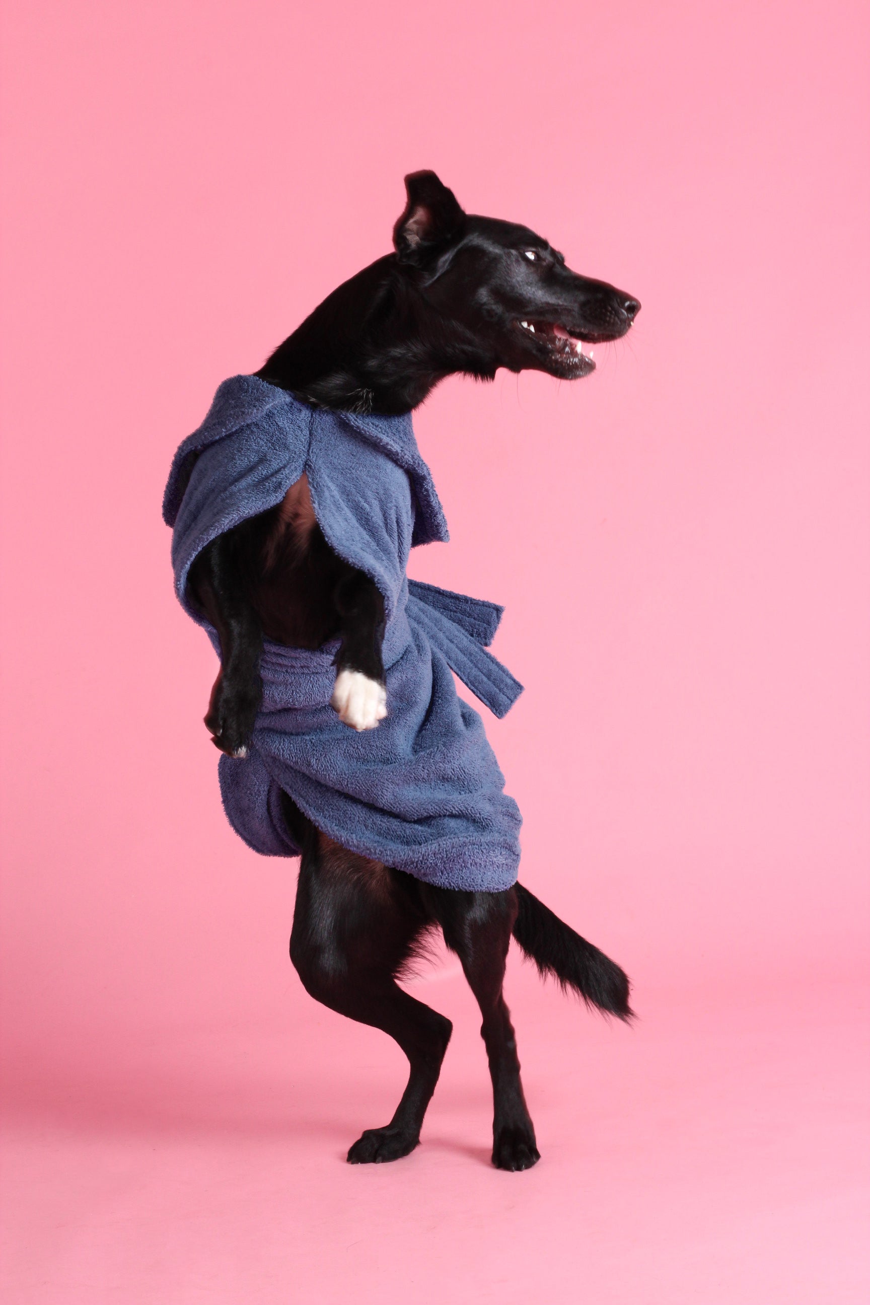 Dog Drying Coat - Blue