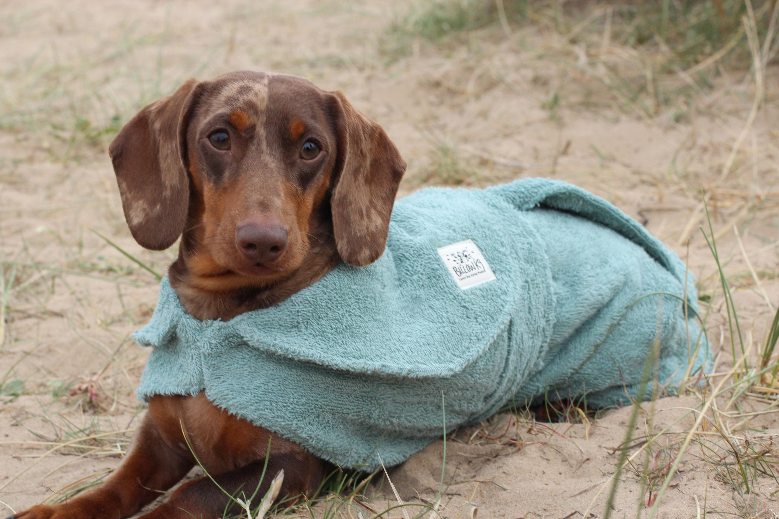 Drying Coat - Dachshund Mini