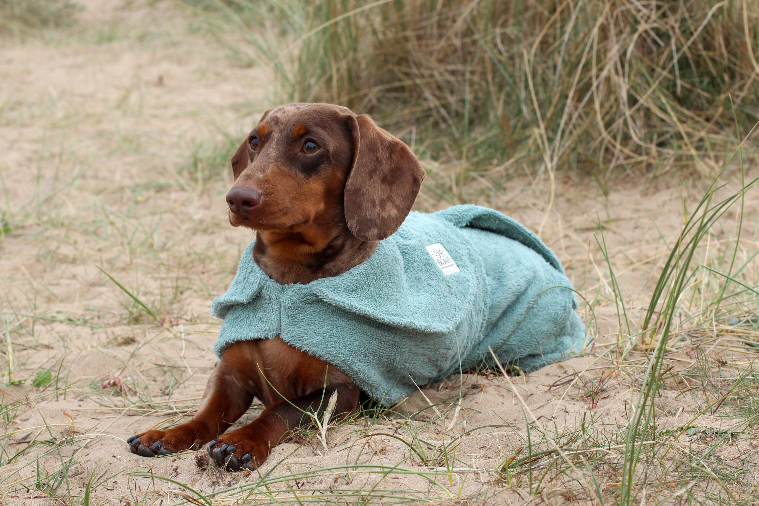 Drying Coat - Dachshund Mini
