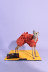 All in One Wet Dog Bundle Deal