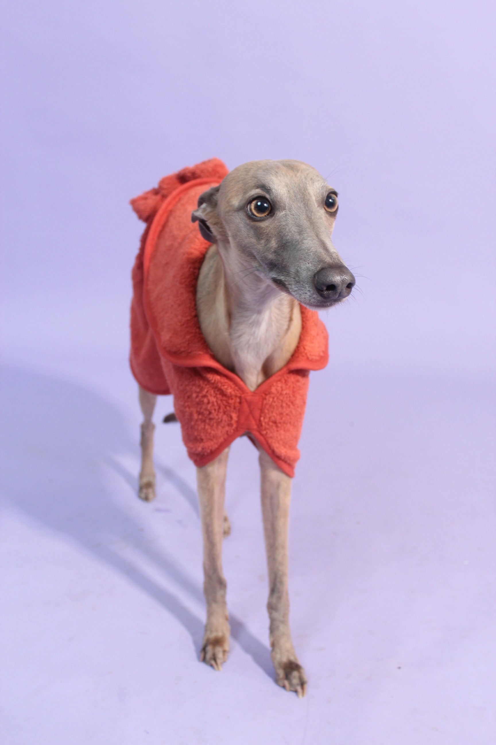 Dog Drying Robe