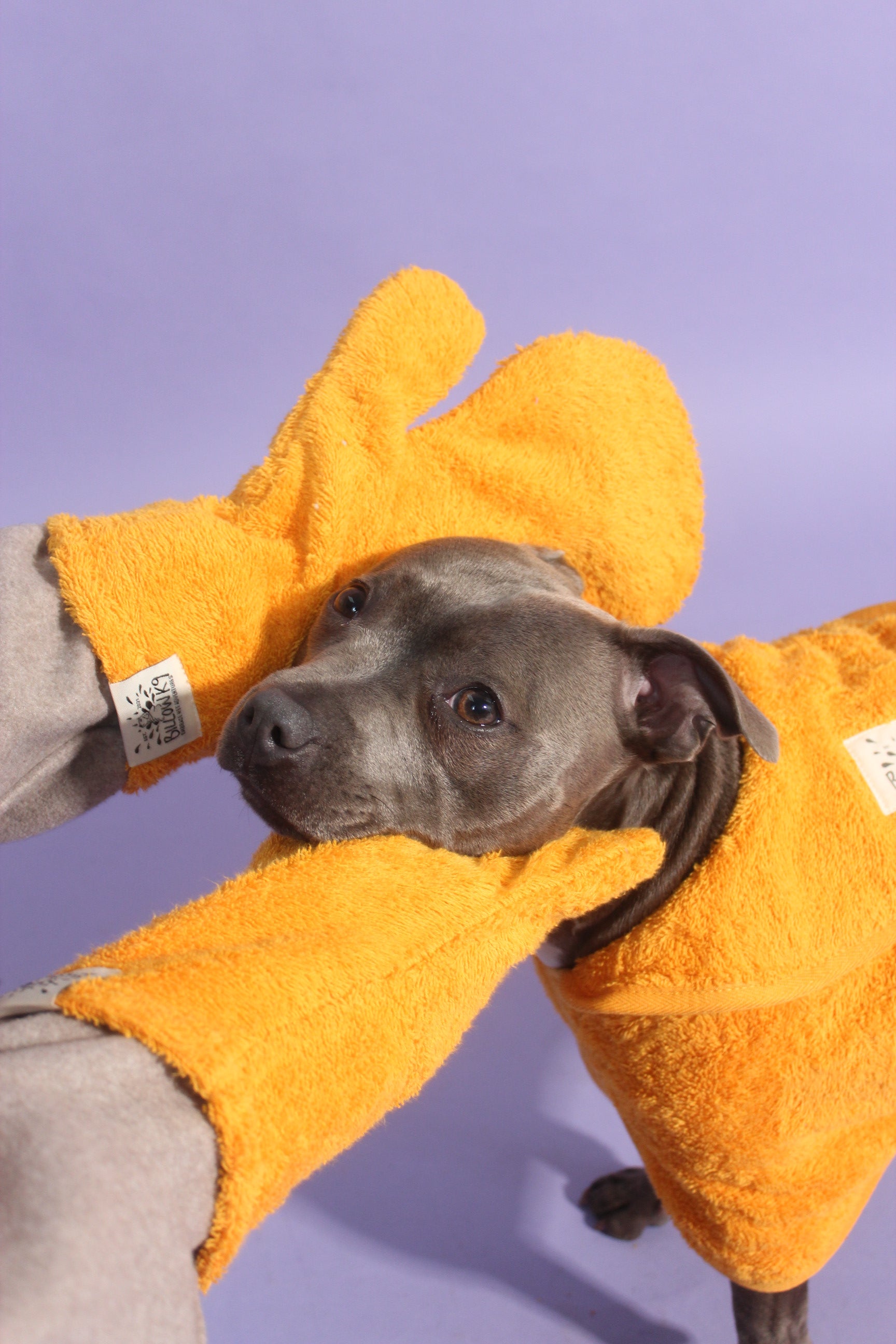 All in One Wet Dog Bundle Deal